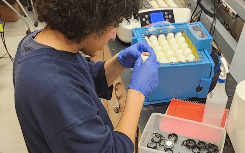 Bergen County Academies alumnus Muhammed El-Sherbiny, performs research inside eggs using an entire system designed by El-Sherbiny to transform chicken eggs into research models using lasers to cut into the shells while preserving the eggs' protective membranes.